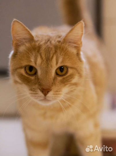 Уютный ласковейший котик Жером ищет дом