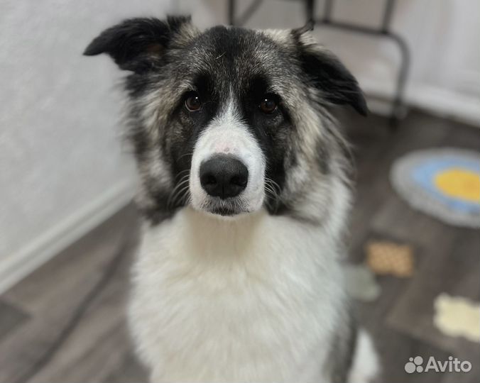 Груминг, стрижка собак и кошек