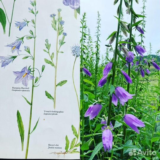 Репетитор по биологии, впр, огэ. Химия (8,9 класс)