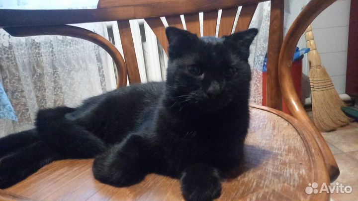 Нашли кота