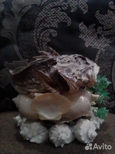 Инсталляция из ракушек для интерьера