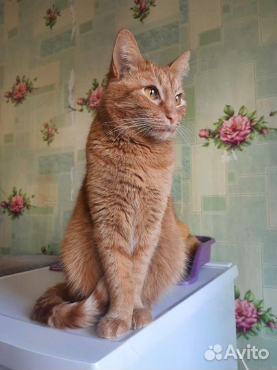 Редкого окраса кошечка