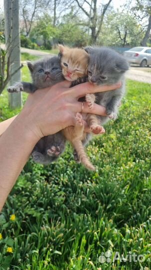 Отдам котят