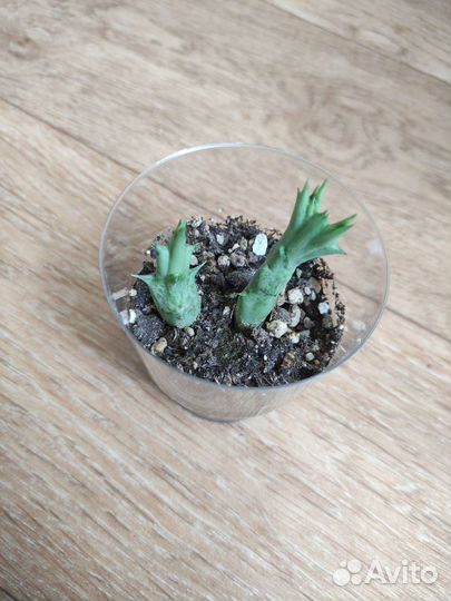 Суккуленты. Эхеверия,Портулакария