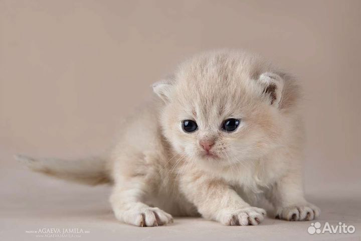 Мальчик голубое золото ay11 Henry Apple Wood