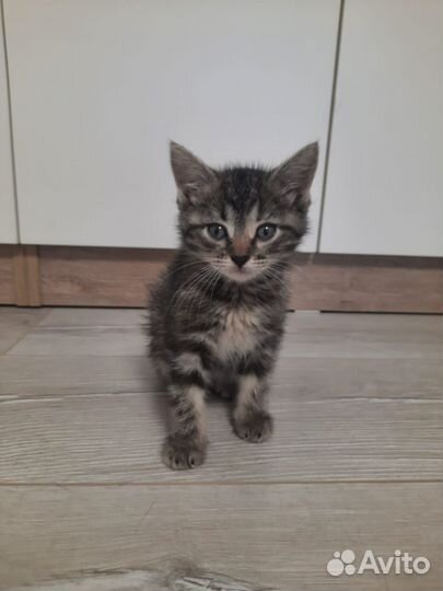 Милый котёнок