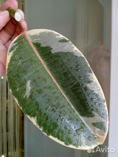 Фикус Эластика Тинеке