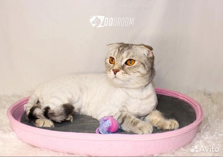 Стрижка кошек, котов и собак грумер