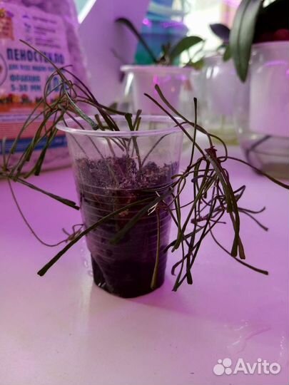 Хойя Ретуза