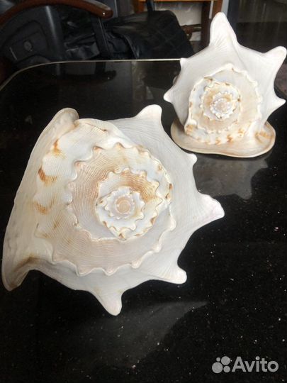 Морская ракушка (раковина)