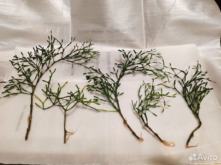 Хатиора и Гибискус