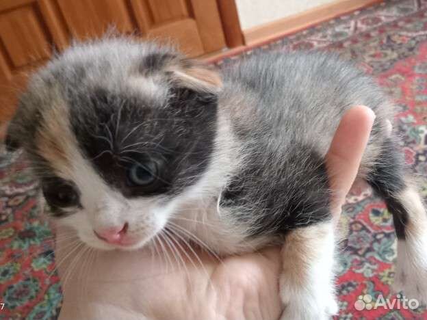 Котята в добрые руки вислоухий