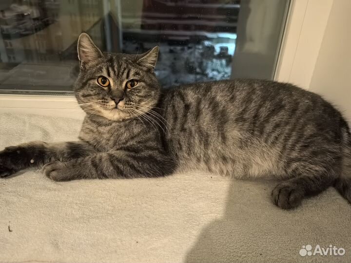 Котик ищет дом