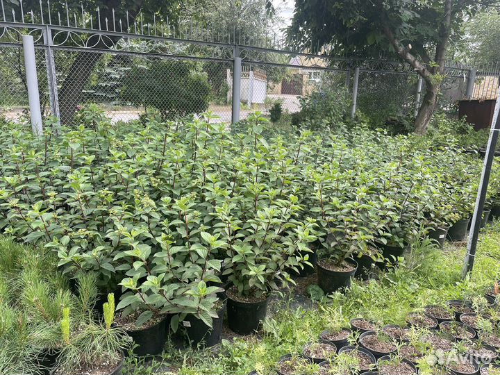 Гортензия самарская лидия