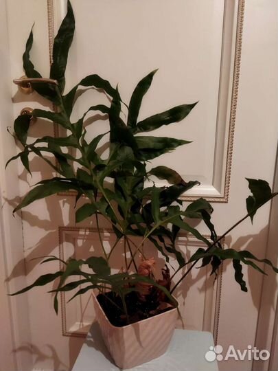 Папоротник Дринария дуболистная