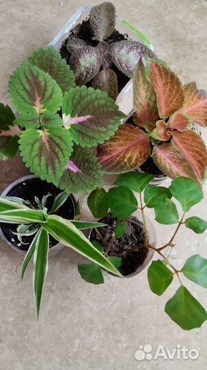 Комнатные цветы