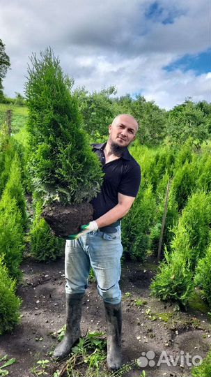 Туя колумна