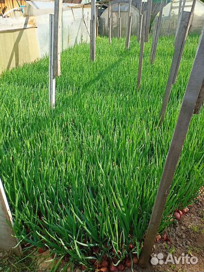 Лук зеленый перо