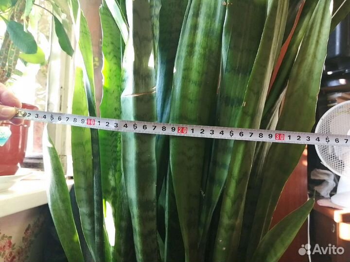 Сансевиерия крупная (