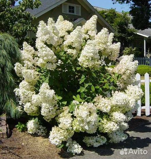 Многолетние садовые растения