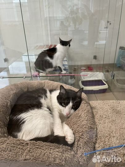 Передержка для кошек