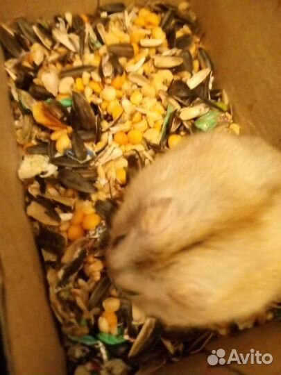 Джунгарский хомяк с клеткой