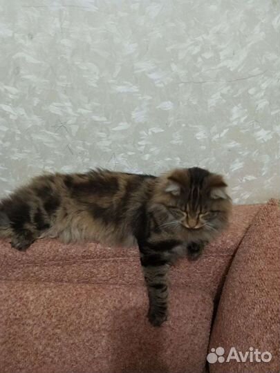 Курильский бобтейл