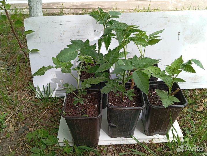 Саженцы ежевики сорт Карака Блэк