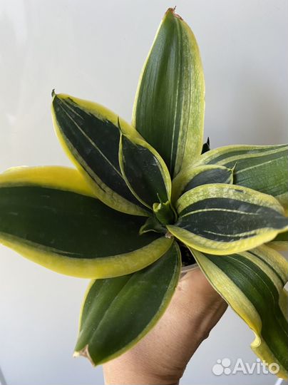 Сансевиерии микс