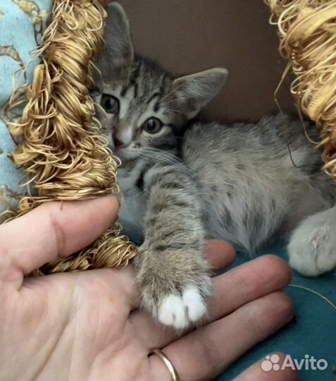 Кошки котята котенок