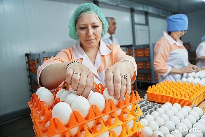 Фасовщик на птицефабрику