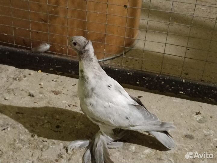 Голуби узбеки