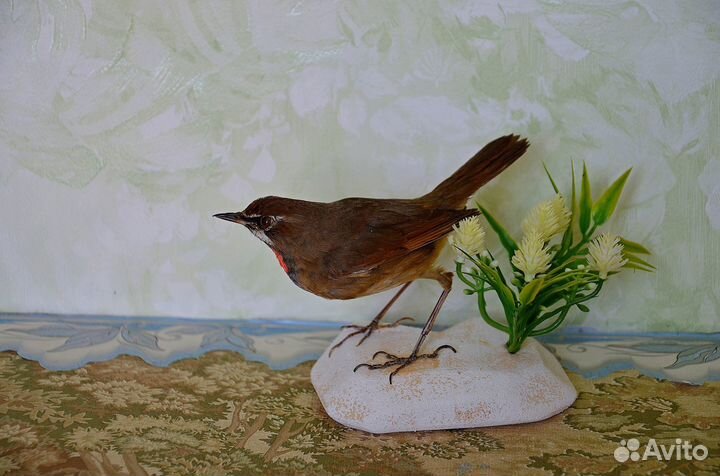 Чучело соловья