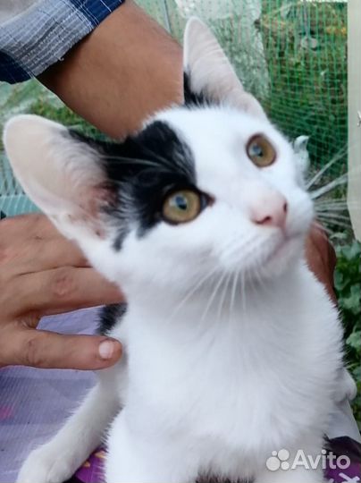 Котенок мальчик ищет дом