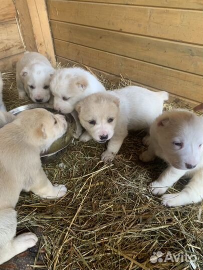 Щенки сао алабай