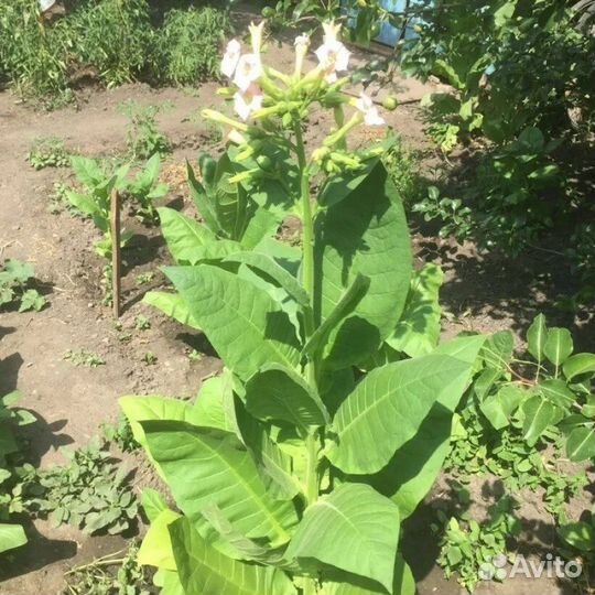 Табак курительный