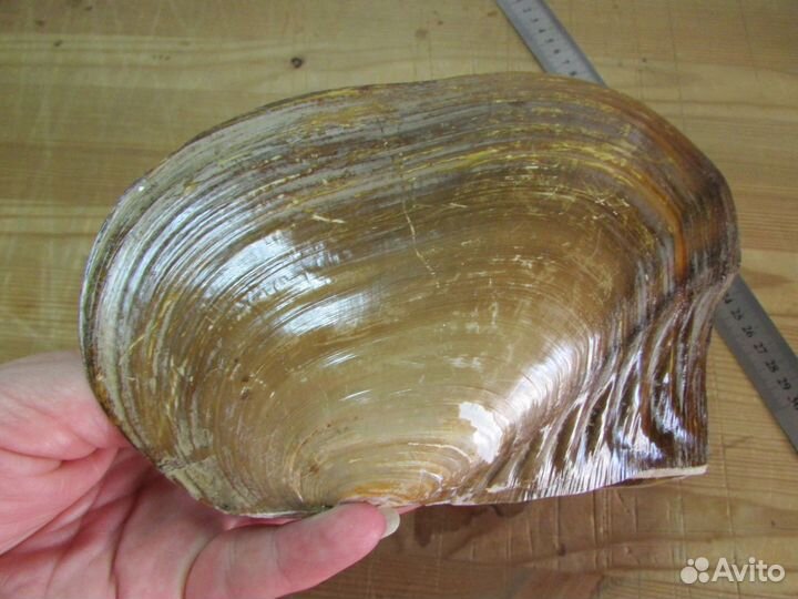 Ракушка-шкатулка, 21х14 см (морская раковина)