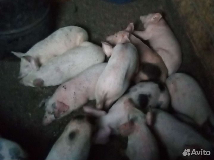 Поросята