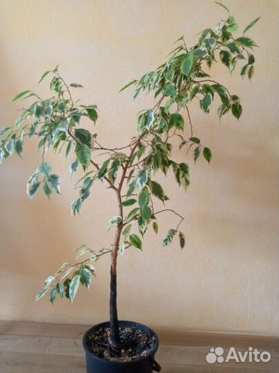 Фикус Бенджамина