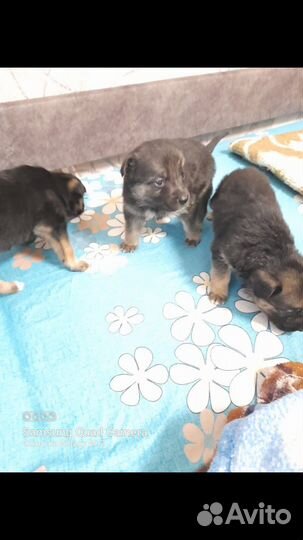 Отдам щенков вео