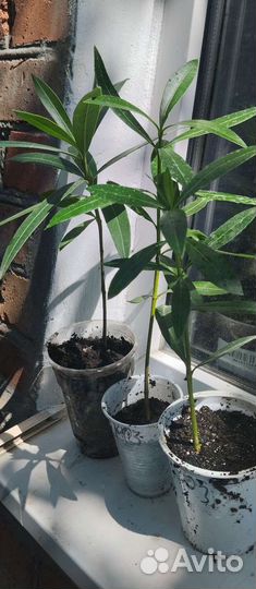 Олеандр розовый и белые