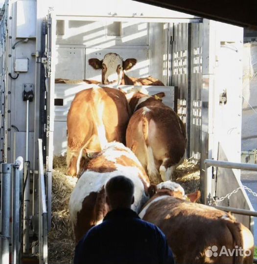 Быки иТелки сименталки