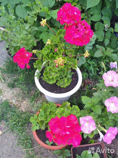 Герань пеларгония