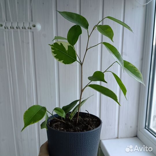 Фикус бенджамина пестролистный