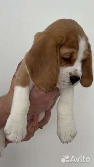 Щенки бигль