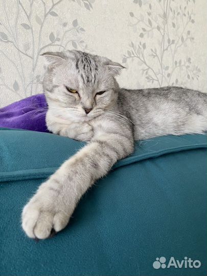 Шотландская кошка