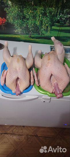 Индюки на мясо