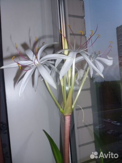 Цветок Кринум