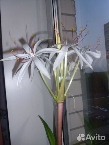 Цветок Кринум