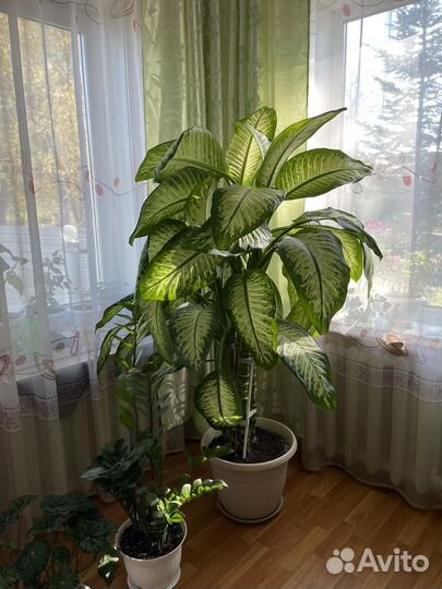 Диффенбахия большая